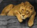 Lioness_updated